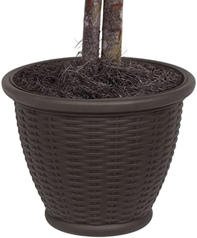 Vickerman 4ft Indoor Artificial Ming Aralia with Brown Container