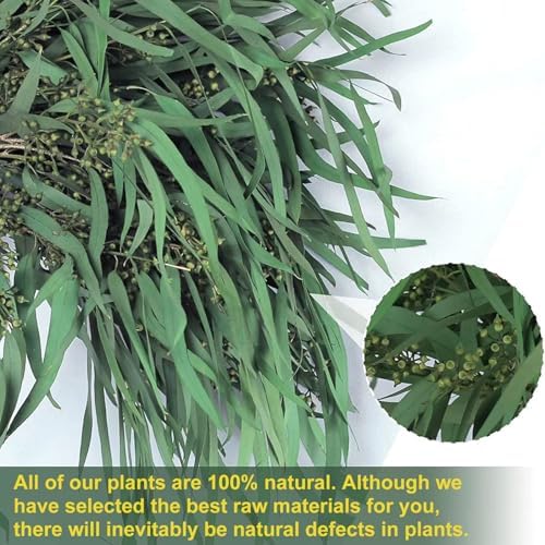 17 Inch Preserved Eucalyptus Stems for Home Decor