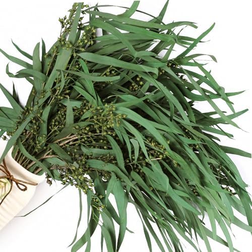 17 Inch Preserved Eucalyptus Stems for Home Decor