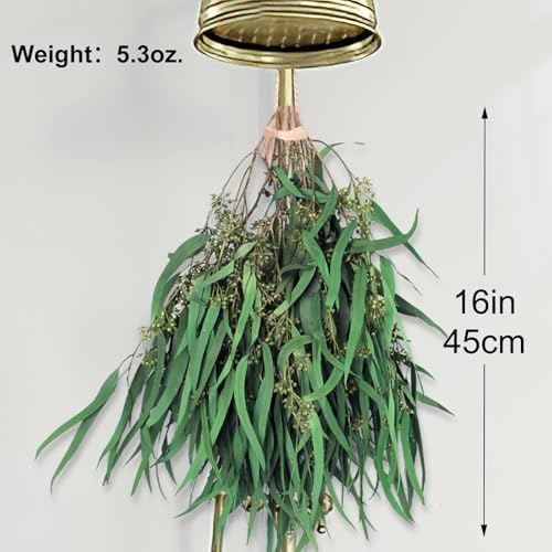 17 Inch Preserved Eucalyptus Stems for Home Decor