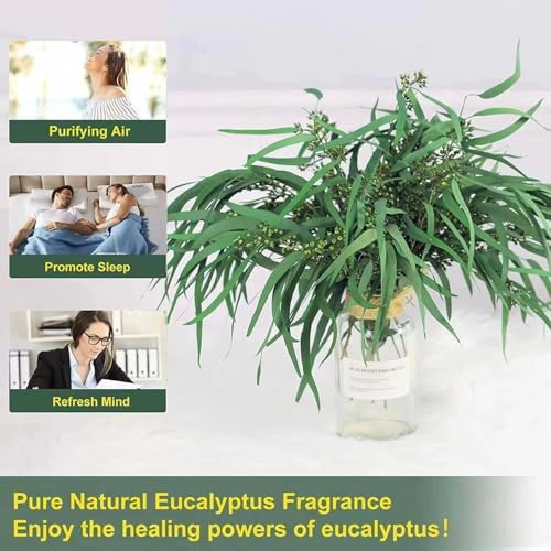 17 Inch Preserved Eucalyptus Stems for Home Decor
