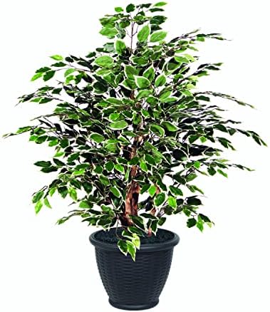 Vickerman 4 Foot Artificial Variegated Ficus Bush
