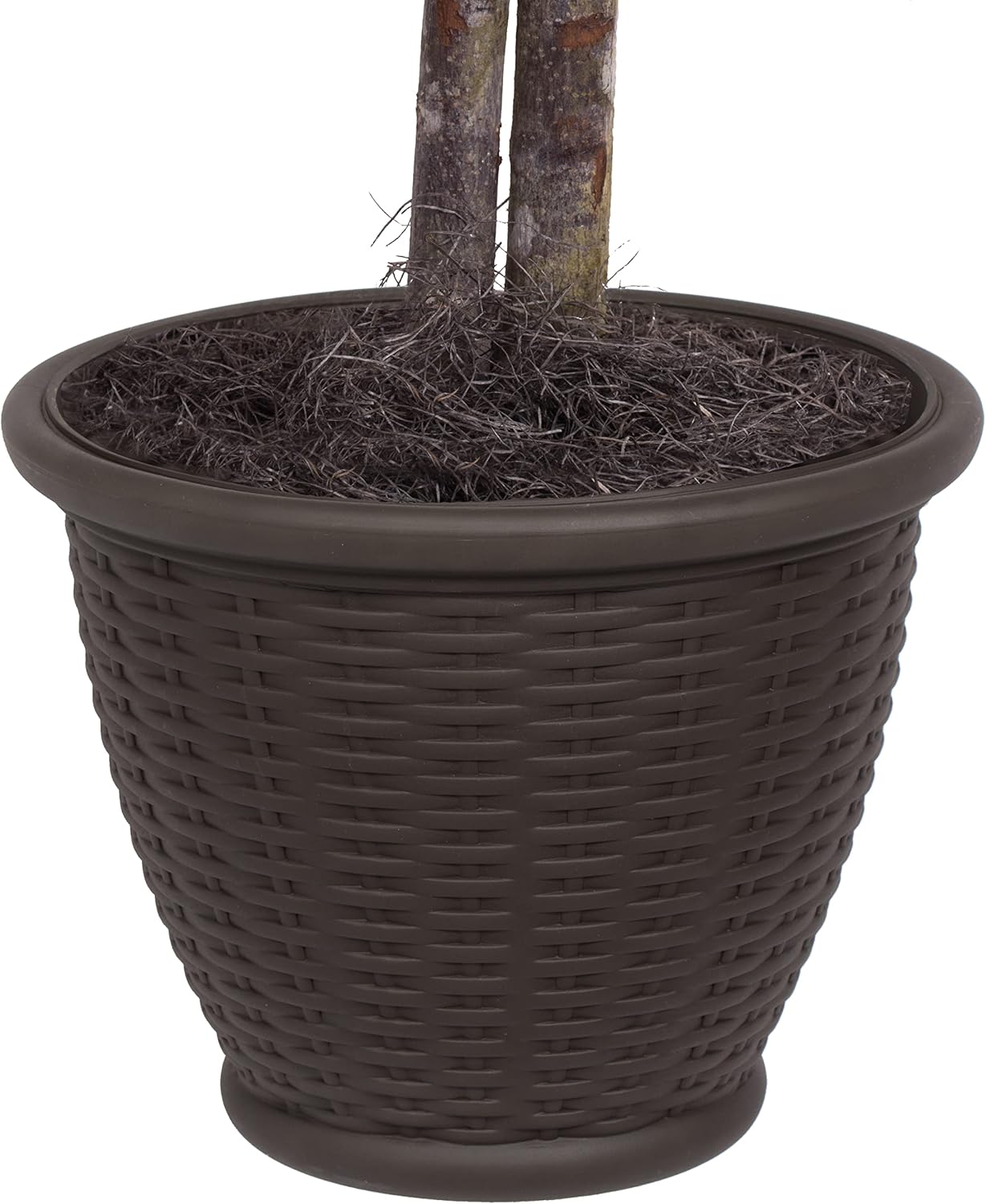 Vickerman 4ft Indoor Artificial Ming Aralia with Brown Container